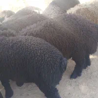 فروش  دوتا بره یکی نر و یک ماده  کیلو ۶۰۰تومن میدم