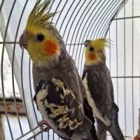 عروس هلندی مرواریدی سیامون|پرنده|چناران, |دیوار