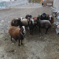 گوسفند داشتی|حیوانات مزرعه|بروجرد, |دیوار