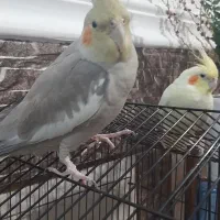 ۲۷۰۰|پرنده|زاهدان, |دیوار