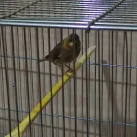 سهره قناری تعداد بالا|پرنده|رشت, دیانتی|دیوار