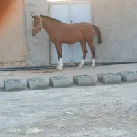 اسب|اسب و تجهیزات اسبسواری|فسا, |دیوار