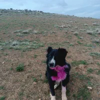 توله سگ‌نر قهدریجونی‌یک سالش نشده