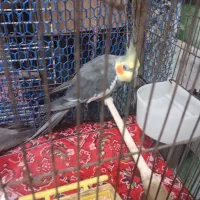 یک جفت عروس هلندی|پرنده|پاکدشت, پاکدشت (مامازند)|دیوار