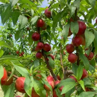 شلیل حسن پوری فروشی