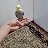 عروس هلندی|پرنده|همدان, |دیوار