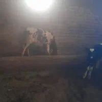 گاو شیری گوساله دار|حیوانات مزرعه|آشخانه, |دیوار