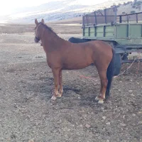 مادیان کورد ۴ساله|اسب و تجهیزات اسبسواری|سرپل ذهاب, |دیوار