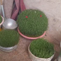 سبزه خوب و خوشگل|گل و گیاه طبیعی|نورآباد, |دیوار