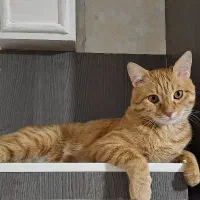 واگذاری گربه