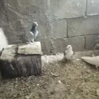 پرنده کفتر آلمانی|پرنده|شاندیز, |دیوار