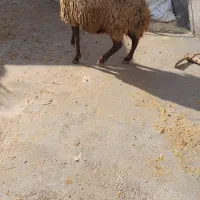 گوسفند|حیوانات مزرعه|شیروان (خراسان), |دیوار