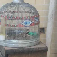 طغرا پرنده قناری عروس هلندی|پرنده|کرمان, |دیوار