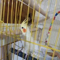 عروس هلندی