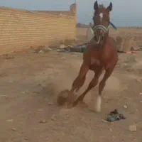 کره اسب نریون