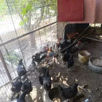 مرغ و خروس محلی