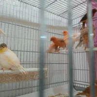 قناری ۹ ماهه قرمز و موزایکی و سوخته ای|پرنده|اصفهان, آفاران|دیوار