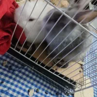 خرگوش لپ و مینیاتوری