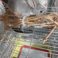 واگذاری بچه خرگوش|موش و خرگوش|قدس, شهر‌قدس|دیوار