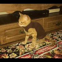 واگذاری بچه گربه dsh|گربه|ایلام, |دیوار