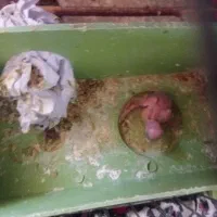 مرغ عشق|پرنده|بزینه رود, |دیوار