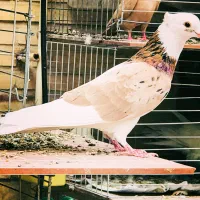 کبوتران رنگی