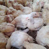 مرغ گوشتی|حیوانات مزرعه|ننور, |دیوار