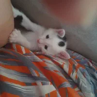 اجتماعی|گربه|اردبیل, |دیوار