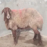 2میش استاق     و    1بزغاله ماده