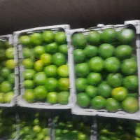 خرید فروش مرکبات نارنگی و تامسون وخرمالو|عمده‌فروشی|جویبار, |دیوار