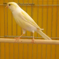 قناری ماده زرد زیبا تن نرفته