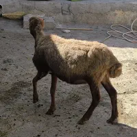 گوسفند
