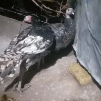 فروش بوقلمون نر محلی|حیوانات مزرعه|کرمان, |دیوار