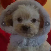 هاپوی گوگولی ۳ماه شناسنامه دار نژاد شیتزو