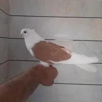پشتدار خوشگل