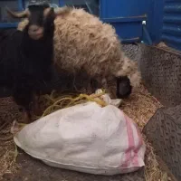 فروش گوسفند و بزغاله ماده|حیوانات مزرعه|روانسر, |دیوار