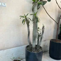 نخل ماداگاسکا یک متر ۵۰سانتی متر|گل و گیاه طبیعی|تهران, هروی|دیوار