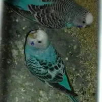 یک جفت مرغ عشق نر و ماده با قفس