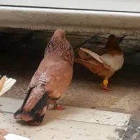 فروش تاپ پرتقالی یتیکه|پرنده|کارون, |دیوار