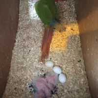 گرینچیک مولد|پرنده|گلبهار, شهر جدید گلبهار|دیوار