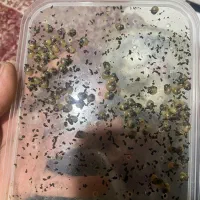 فروش حلزون|خزنده|ماهان, |دیوار