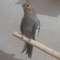 عروس هلندی سینامون نیم رام جوجه ۹ ماهه نر|پرنده|زرند, |دیوار