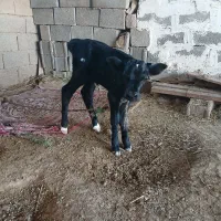 گوساله ماده|حیوانات مزرعه|بندر گناوه, |دیوار