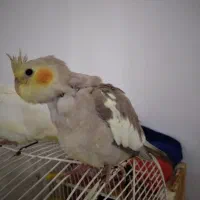 جوجه عروس