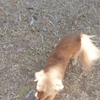 پاکوتاه معاوضه با کبوتر