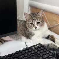 واگذاری گربه رایگان|گربه|شیراز, حافظیه|دیوار