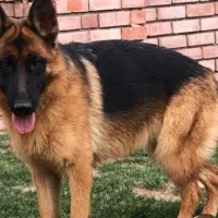 واگذاری ژرمن ماده