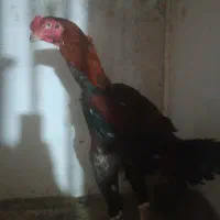 خروس لاری