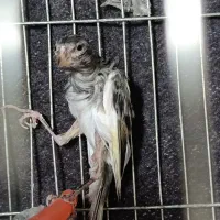 جیبوس نر مست