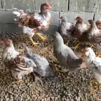 مرغ و خروس ویاندوت